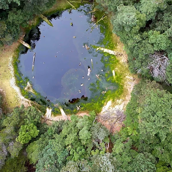 Algae Bloom Detected in East Branch Forest Preserve, Warning Issued