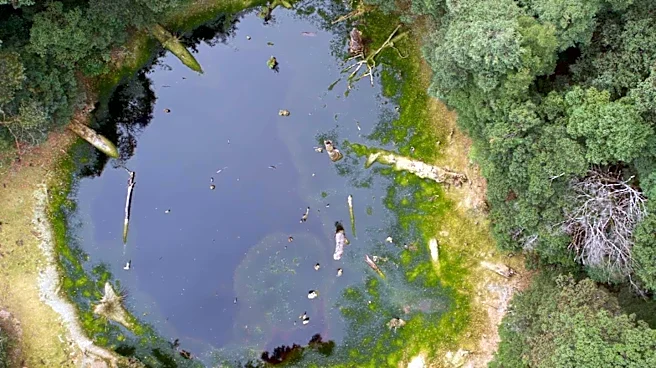 Algae Bloom Detected in East Branch Forest Preserve, Warning Issued