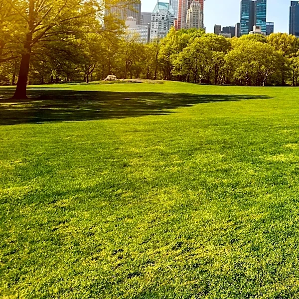Sunny Weather Brings Ideal Conditions to New York City