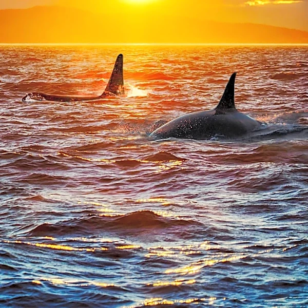 Orcas Exhibit New Hunting Technique on Sunfish in Gulf of California