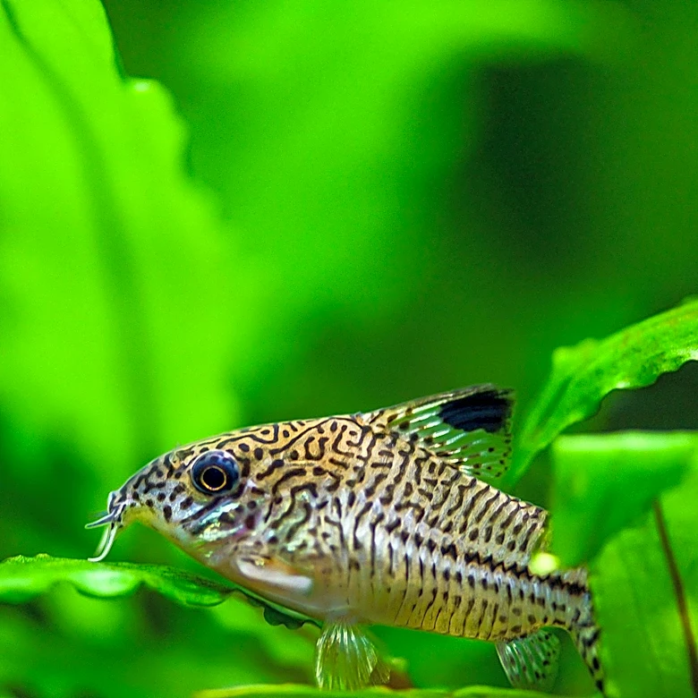 USDA to Purchase $20 Million in Surplus Catfish, Supporting Mississippi Producers
