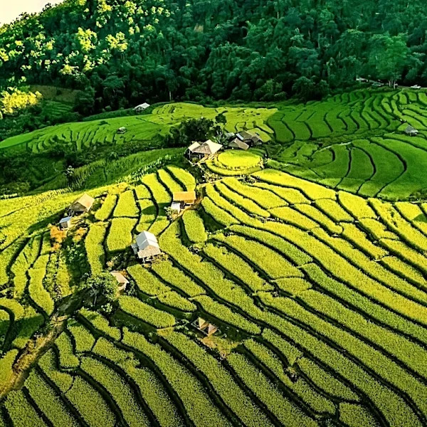 Asia Pacific Agriculture Gateway Market Poised for Significant Growth