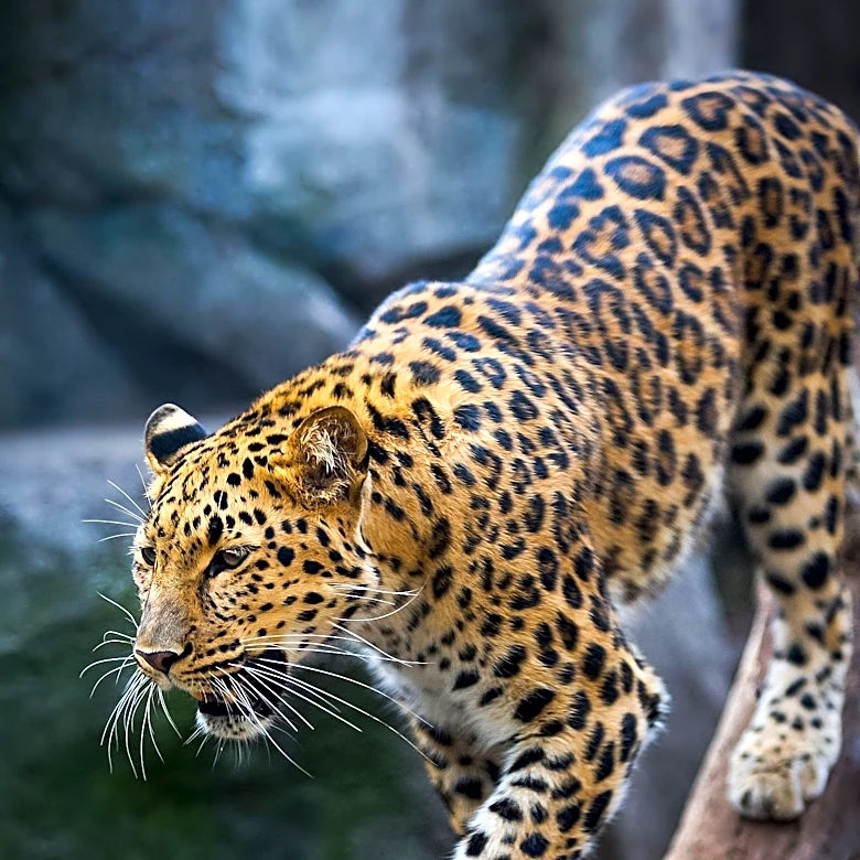 Leopard Escapes Exhibit at Greenville Zoo, Prompting Emergency Response