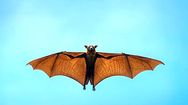 San Diego County Health Officials Warn of Rabies Risk After Bat Incident at Restaurant