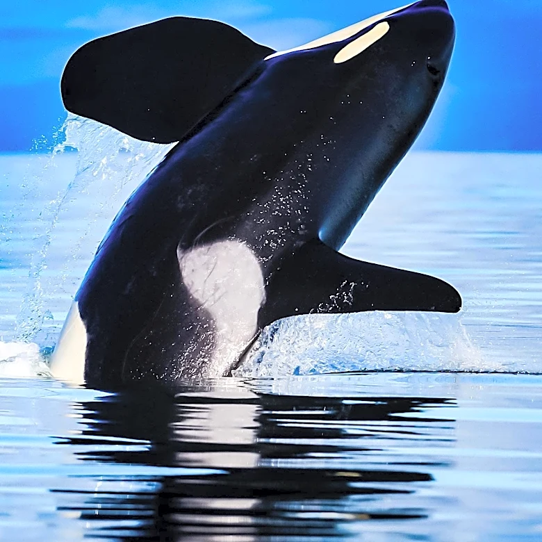 Orcas Exhibit New Behavior by Smashing Sunfish in Gulf of California