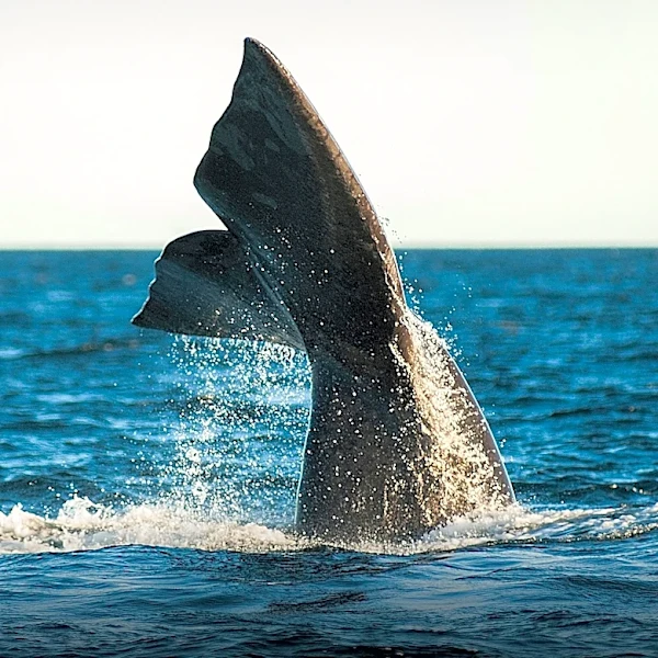 Orca Sighting Off Montauk Coast Marks Rare Marine Event