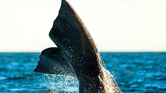 Orca Sighting Off Montauk Coast Marks Rare Marine Event