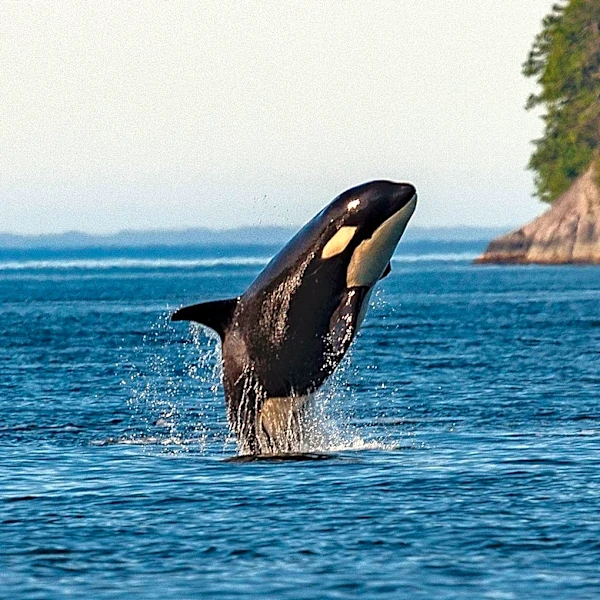 Orcas in Gulf of California Use Unique Hunting Technique to Aid Juveniles