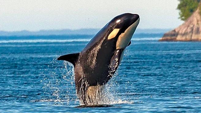 Orcas in Gulf of California Use Unique Hunting Technique to Aid Juveniles