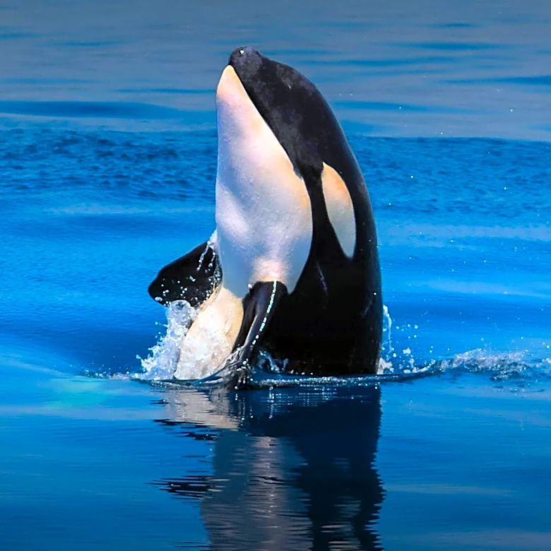 Orcas Display Unusual Behavior with Sunfish Off Mexican Coast