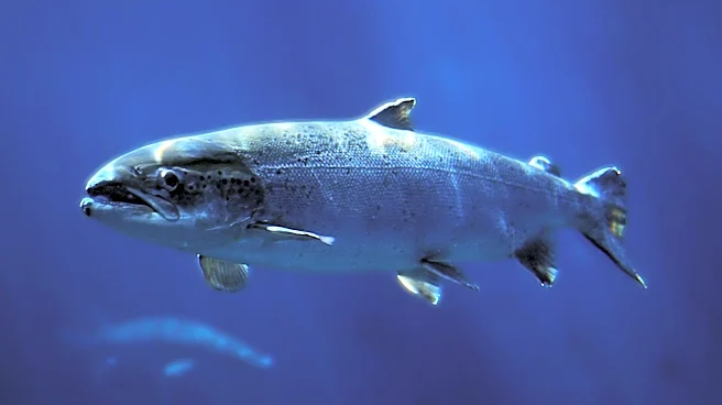 Salmon Shortages on Yukon River Impact Health of Local Residents