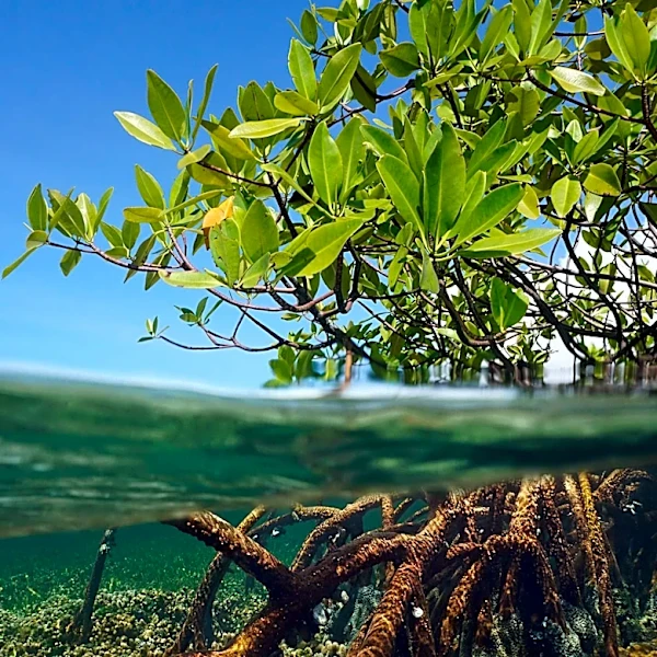 Mangrove Photography Awards 2026 Highlights 'Ghost Net' Crisis Impacting Ecosystems