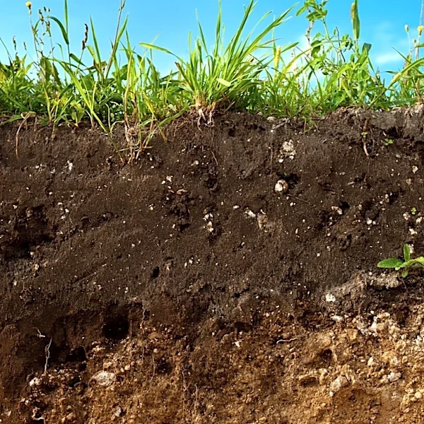 Declining Nutrients in Food Highlight Need for Regenerative Agriculture