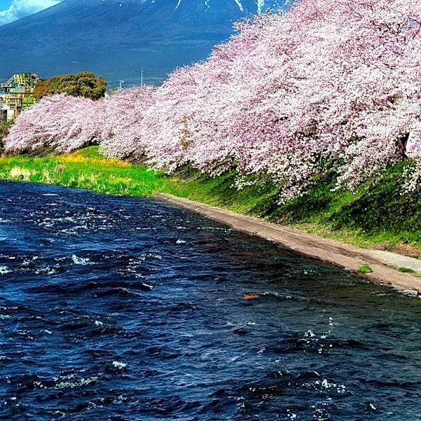 Swiss Euthanasia Firm Head Dies on Mount Fuji; 99-Year-Old Woman Rescued
