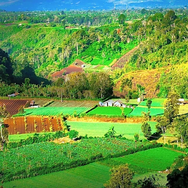 Study Highlights Digital Divide in European Agriculture, Impacting Small Farms