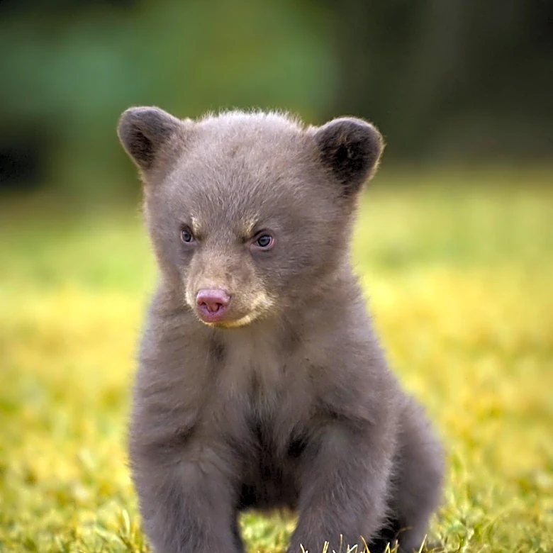 Bear Cubs Cause Commotion in Roxborough Home Break-In