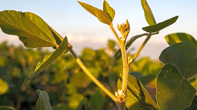 Research Highlights Early Planting Boosts Soybean Yields Despite Weed Challenges
