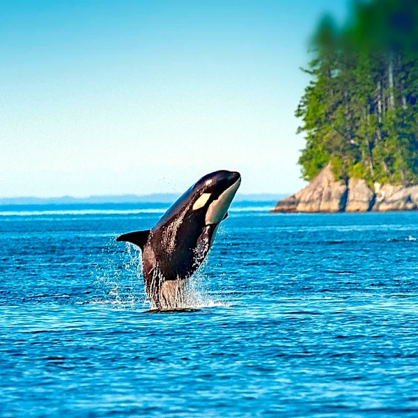 Orca Spotted Near Montauk Coast in Rare Sighting