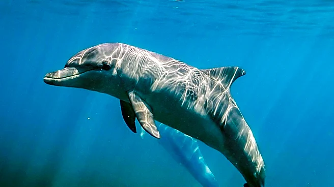 Scientists Use Plastic Bottles on Fishing Nets to Reduce Dolphin Bycatch