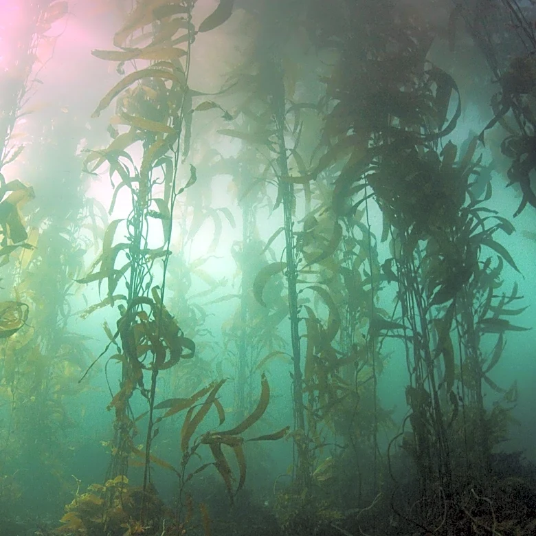 Kelp Forest Conservation Efforts Highlighted Amid Climate and Human Threats