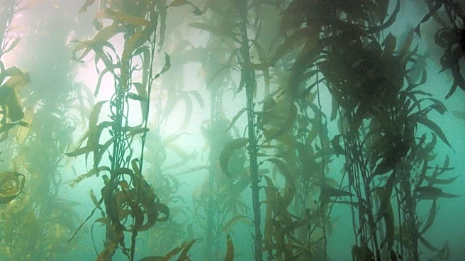 Kelp Forest Conservation Efforts Highlighted Amid Climate and Human Threats