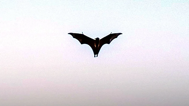 Rabid Bat Incident at Southern California Restaurant Sparks Health Alert