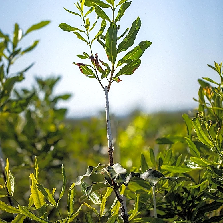 Endangered Pondberry in Missouri Threatened by Laurel Wilt Disease