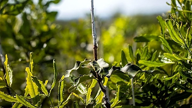 Endangered Pondberry in Missouri Threatened by Laurel Wilt Disease