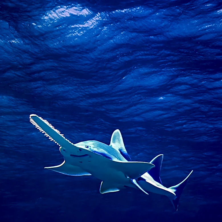 Scientists Urge Action Against Illegal Sawfish Teeth Trade in Latin America