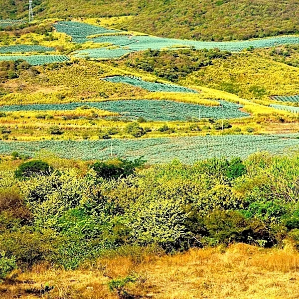 Mexico's Shift to Sustainable Agriculture Boosts Agricultural Biologicals Market