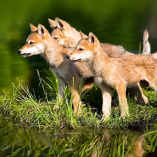 Toronto's Coyote Management Strategy Criticized for Ineffectiveness