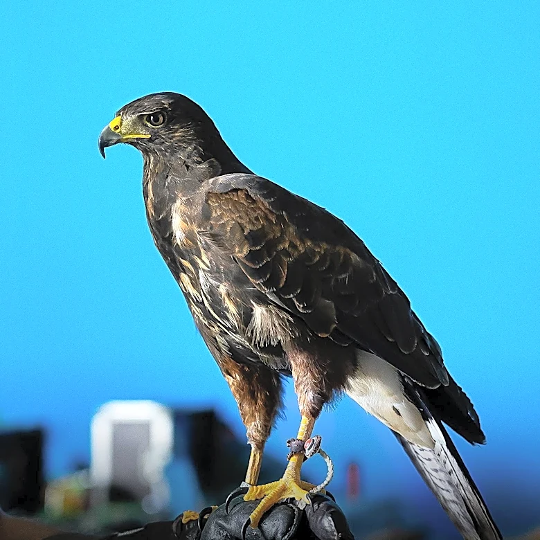 Baltimore Pet Store Investigated After 369 Birds Seized for Unsanitary Conditions
