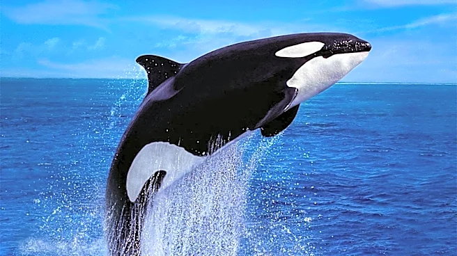 Naturalist Reports Killer Whales Hunting Dolphins in Monterey Bay