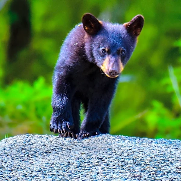 Young Bear Euthanized in Oregon After Displaying Unusual Behavior