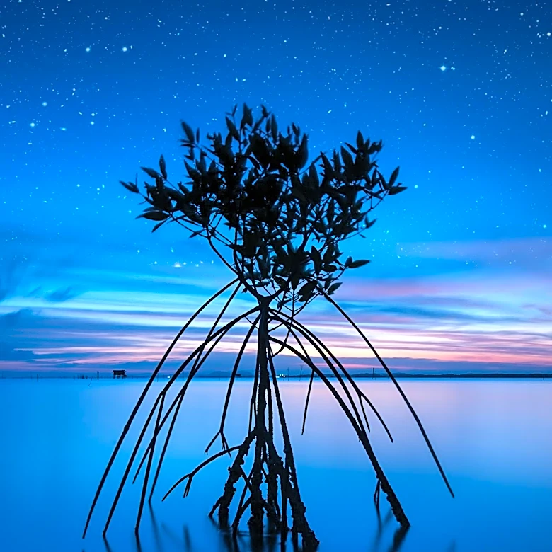 Mangrove Photography Awards 2026 Celebrates Global Environmental Artistry