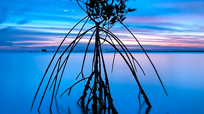 Mangrove Photography Awards 2026 Celebrates Global Environmental Artistry