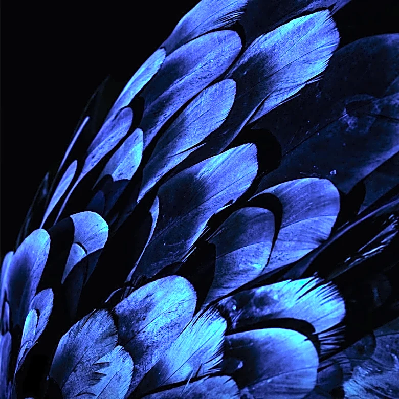 New Framework Sheds Light on Bird Feather Evolution for Heat Control
