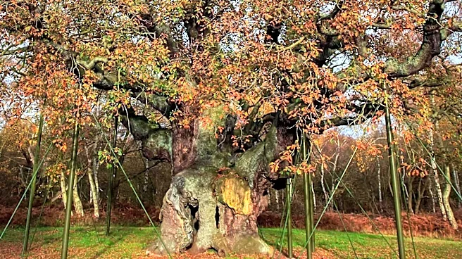 First Case of Deadly Oak Wilt Disease Confirmed in Monroe County, New York