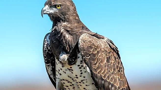 OpenAI Co-Founder Donates $5.5M to Preserve Big Bear Eagle Habitat