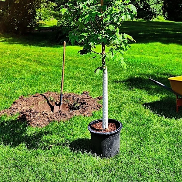 Liberty Tree Planted at Thomas Stone Historic Site as Part of Heritage Celebration