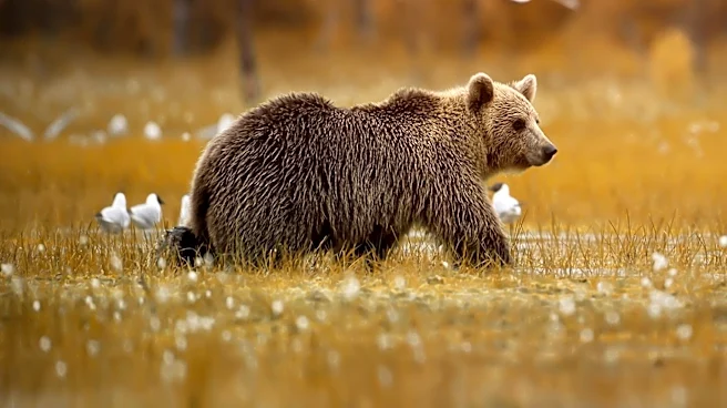 Young Bear Euthanized in Eugene After Displaying Lethargic Behavior, Tests Negative for Rabies