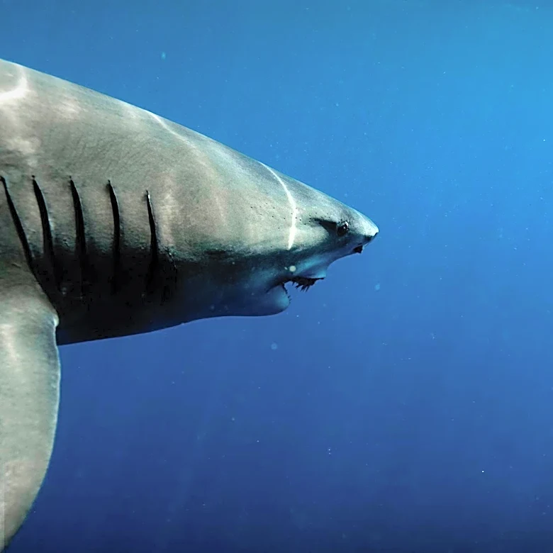 Long Beach State University Hosts Annual Shark Lab Open House