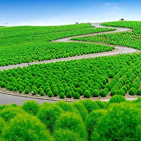 Xeriscape Agroforestry Proposed to Enhance Bahrain's Agricultural Resilience