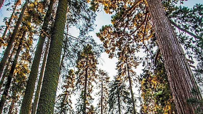Tourists Criticized for Endangering Sequoia Trees at National Park