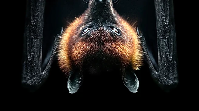San Diego Health Officials Warn After Rabid Bat Incident at Local Restaurant