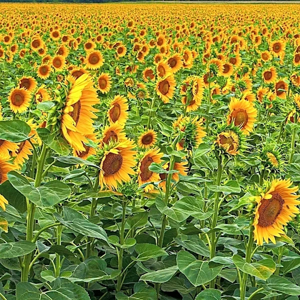North Dakota Promotes Tourism with Peak Sunflower Season Attractions