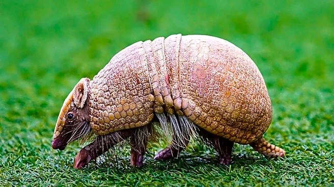 Armadillos Implicated in Florida's Rising Leprosy Cases