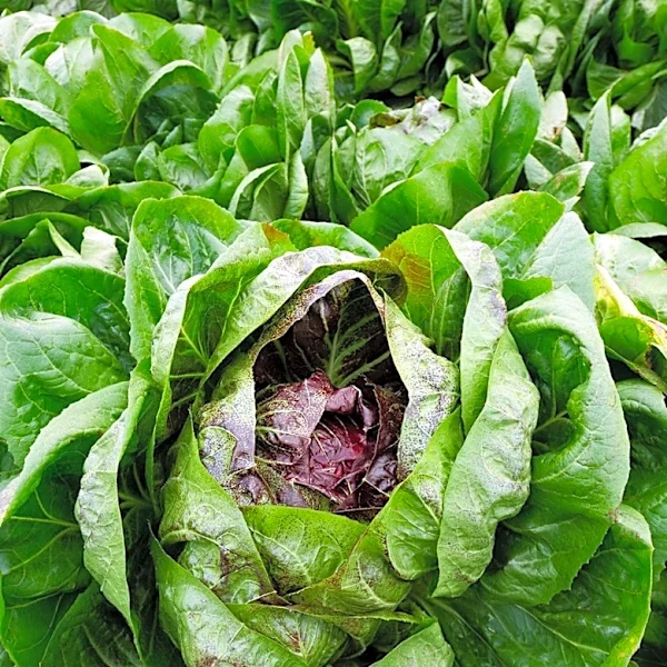 Cyclospora Outbreak Linked to Mexican Lettuce Expands to Illinois and Three Other States