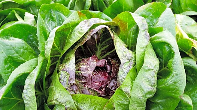 Cyclospora Outbreak Linked to Mexican Lettuce Expands to Illinois and Three Other States