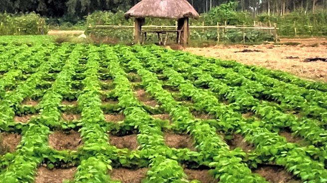 Madhesh Province to Implement Integrated Agriculture Program to Boost Productivity